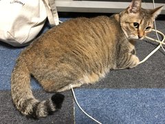 猫の可愛さって異常だね