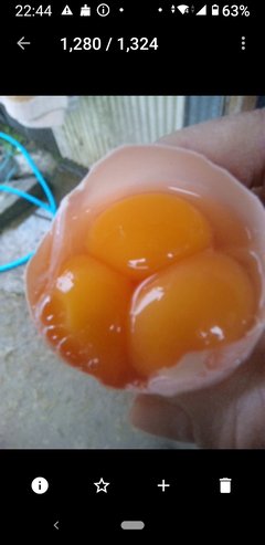 黄身が二つ入った玉子なんか一回もないわ