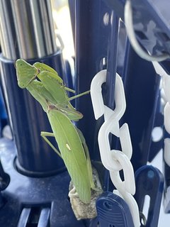 [昆虫嫌いな方は閲覧注意]カマキリ(昆虫)に詳しい方助けて！