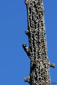 キツツキは木に穴をあけてドングリを仕込む