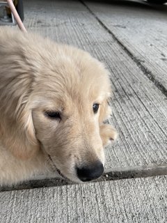 犬飼って後悔してる人いる？