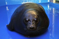 「夢に出てきそうで怖い…」バックヤードのアザラシの姿がまるで海坊主！？“直立不動”で見つめてくる