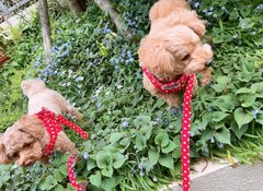 躾出来てない犬は散歩させるな。