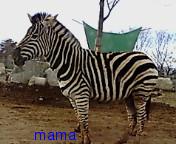 (｀･ω･´)ｼｬｷｰﾝしてから一時間以内に(´･ω･｀)ｼｮﾎﾞｰﾝされなかったら勝ち