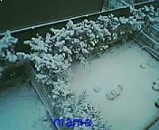 (｀･ω･´)ｼｬｷｰﾝしてから一時間以内に(´･ω･｀)ｼｮﾎﾞｰﾝされなかったら勝ち