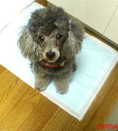 今年２１で⑫月予定の人&#x{11:F99F};仲良くなりたぃデス&#x{11:F995};&#x{11:F99B};