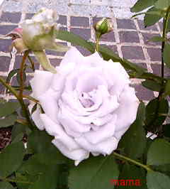 &#x{11:F9E6};&#x{11:F9E6};ガーデニング好きな方【情報交換】&#x{11:F9E6};&#x{11:F9E6};