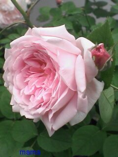 &#x{11:F9E6};&#x{11:F9E6};ガーデニング好きな方【情報交換】&#x{11:F9E6};&#x{11:F9E6};