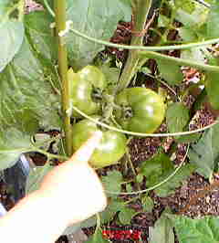 &#x{11:F9E6};&#x{11:F9E6};ガーデニング好きな方【情報交換】&#x{11:F9E6};&#x{11:F9E6};