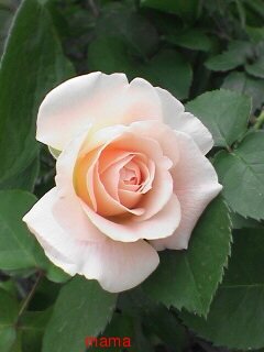 &#x{11:F9E6};&#x{11:F9E6};ガーデニング好きな方【情報交換】&#x{11:F9E6};&#x{11:F9E6};