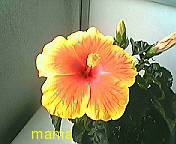 &#x{11:F9E6};&#x{11:F9E6};ガーデニング好きな方【情報交換】&#x{11:F9E6};&#x{11:F9E6};