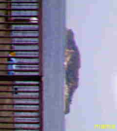 hideﾐｭｰｼﾞｱﾑ閉館&#x{11:F9D2};