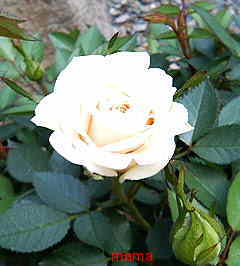 &#x{11:F9E6};&#x{11:F9E6};ガーデニング好きな方【情報交換】&#x{11:F9E6};&#x{11:F9E6};