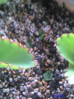 漢方のﾄｳｷｼｬｸﾔｸｻﾝ