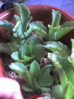 漢方のﾄｳｷｼｬｸﾔｸｻﾝ