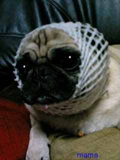 黒沢年男がかぶってるみたいな