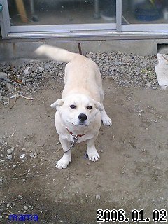 至急★長野県松本市のぽちの家の番号分かる方！