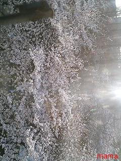 【ﾄﾞｸ部屋&#x{11:F991};】(*´艸`*)