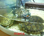 ｶﾒの甲羅をはがしたらどうなりますか？