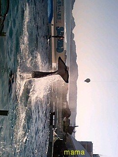 【ﾄﾞｸ部屋&#x{11:F991};】(*´艸`*)