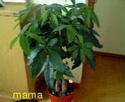 (&#x{11:F9B5};´&#x{11:F9C6};`)友ﾗﾁ①оо人出来るかな&#x{11:F9C0};&#x{11:F9A4};