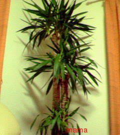 (&#x{11:F9B5};´&#x{11:F9C6};`)友ﾗﾁ①оо人出来るかな&#x{11:F9C0};&#x{11:F9A4};