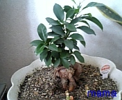 (&#x{11:F9B5};´&#x{11:F9C6};`)友ﾗﾁ①оо人出来るかな&#x{11:F9C0};&#x{11:F9A4};