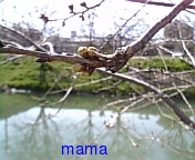 (&#x{11:F9B5};´&#x{11:F9C6};`)友ﾗﾁ①оо人出来るかな&#x{11:F9C0};&#x{11:F9A4};