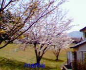 【ﾄﾞｸ部屋&#x{11:F991};】(*´艸`*)