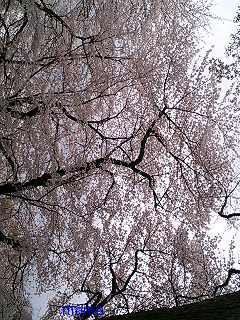 【ﾄﾞｸ部屋&#x{11:F991};】(*´艸`*)