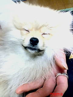 ポメラニアンのカットの疑問【写あり】