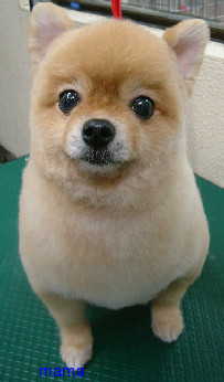 ポメラニアンのカットの疑問【写あり】