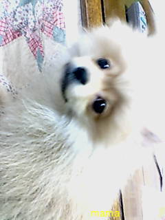 ポメラニアンのカットの疑問【写あり】