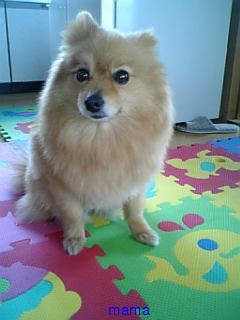 ポメラニアンのカットの疑問【写あり】