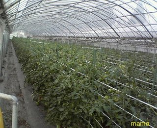 こんにちは！うちトマト農家なのですが