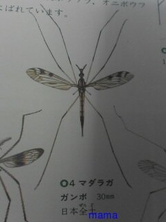 ｱﾒﾝﾎﾞみたいな蚊のデカィのみたいな変な虫