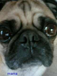 ｺﾃ持ちはここで自己紹介していくのよ