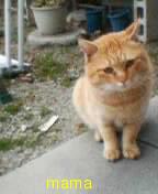 ｺﾃ持ちはここで自己紹介していくのよ