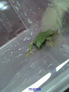 ｶｴﾙが家出しました
捜索の仕方を教えて