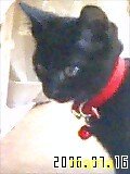 【移動しました】ママスタで出会った可愛い黒猫ちゃんのトピ