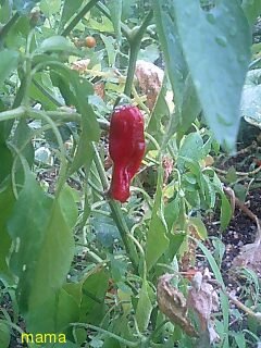 全般より移動【関西ｵﾌ会】