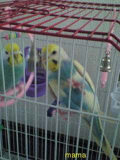 誰か～!!インコの写見せて(T_T)