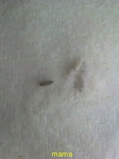 何の卵でしょうか？(虫嫌いな人は見ないで下さい)