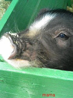 悪代官(－＿－メ)の部屋