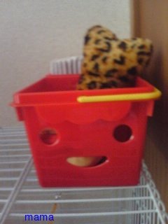 100均セリア〔パカにできないなぁ〕