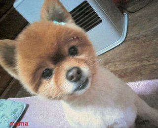 ポメラニアンのカットの疑問【写あり】