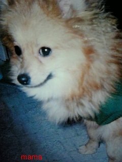 ポメラニアンのカットの疑問【写あり】