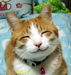 猫がみたい