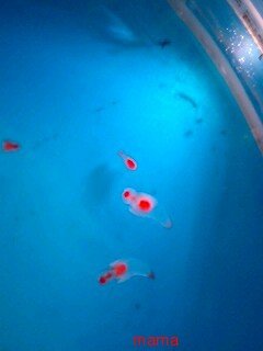 &#x{11:F8E2};なんでもいｰから&#x{11:F8E2};