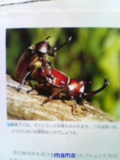 カブトムシって♂同士で（下系？写あり）